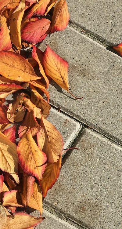 Organic seedling compost nourishes young plants with nutrients.