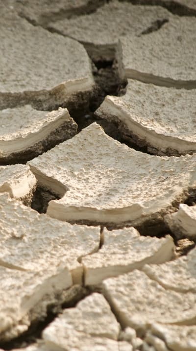 Preparing the soil for lily bulbs