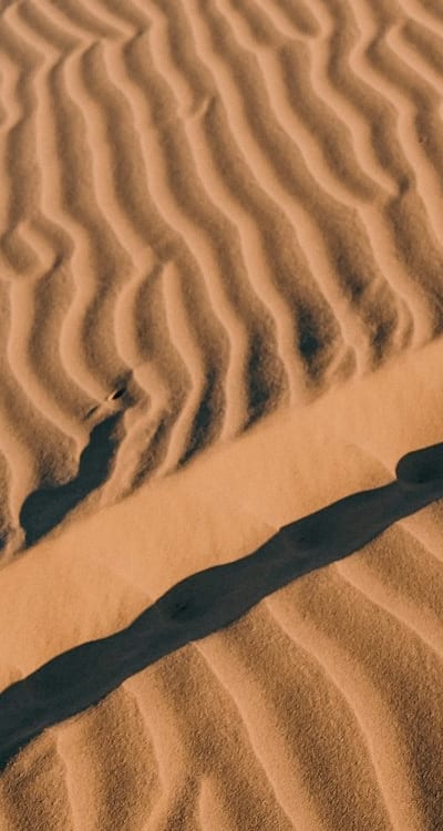 Garden rake, wildflower seeds