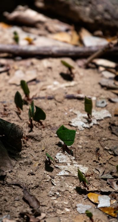 Organic seeds promote a safer and healthier environment.