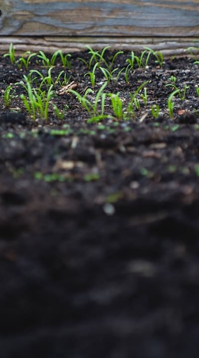 Gardening tips: Preparing soil for planting peas.