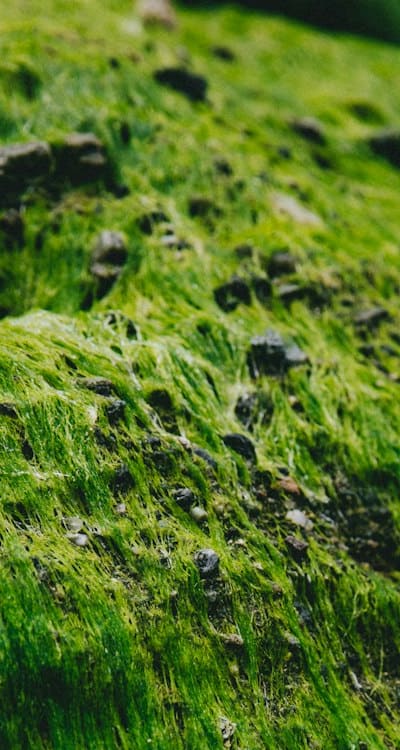 Alt text: Preparing soil for seed starting: soil and peat moss mixture