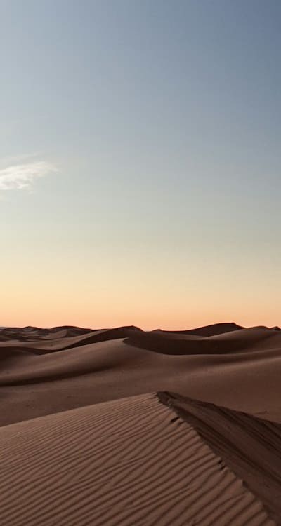 Alt text: Planting perennial flowers in prepared soil.