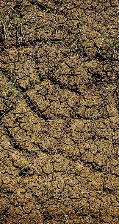 Alt text: Well-prepared soil is essential for healthy perennial flowers.