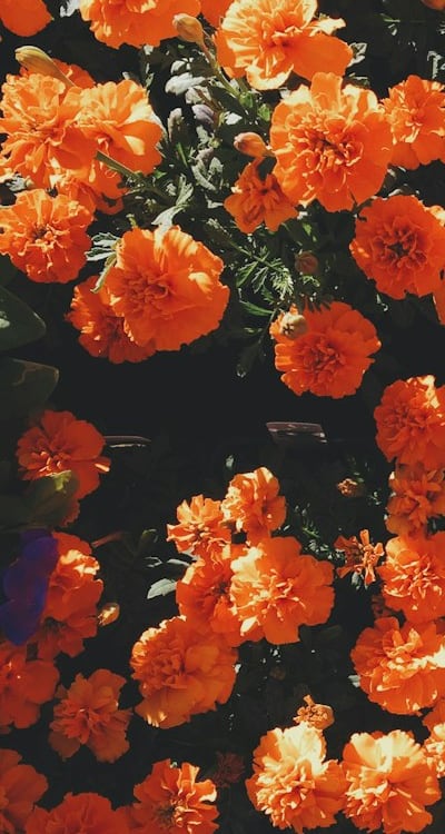 Alt text: Proper drainage is essential for healthy plants