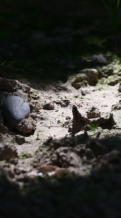 Soil testing for optimal radish growth