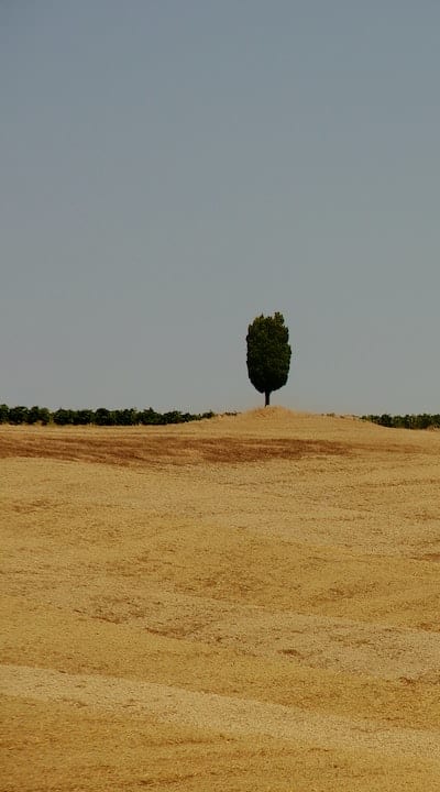 Preparation of seedling trays with organic soil