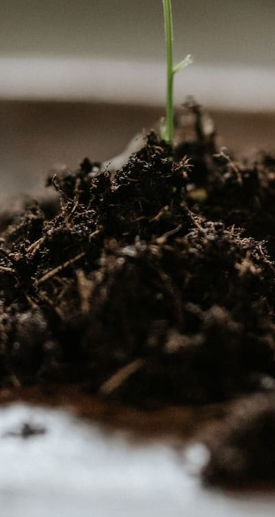 Transplanting seedlings and caring for delicate roots.