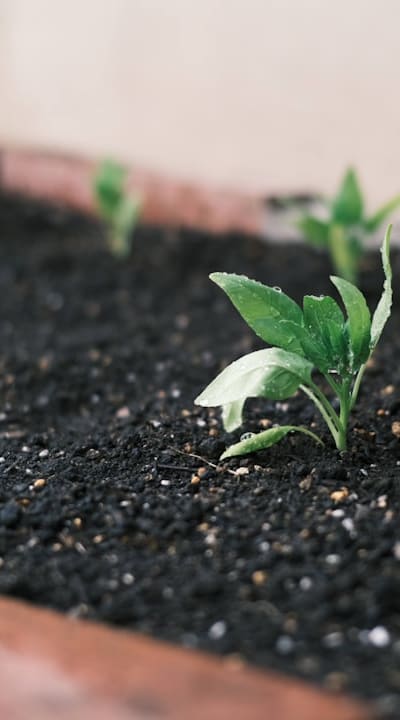 Transplanting seedlings: Soil preparation and delicate handling essential.