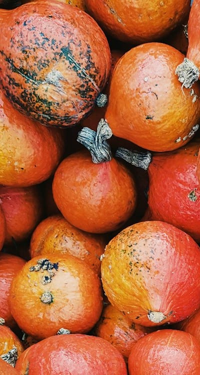 Alt text: A close-up of nutrient-rich soil for organic gardening.