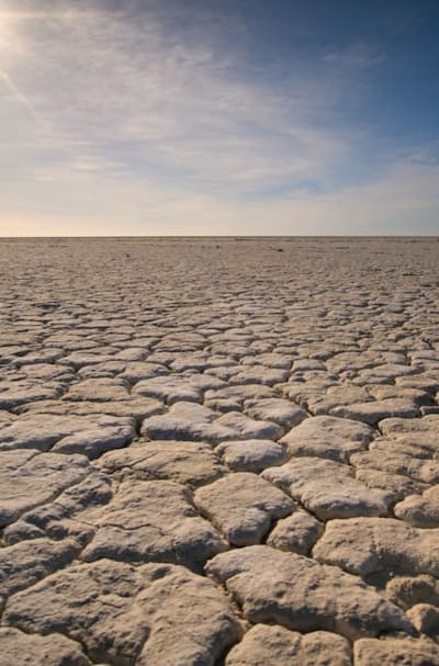 Prevent seed diseases with organic seeds and proper care.