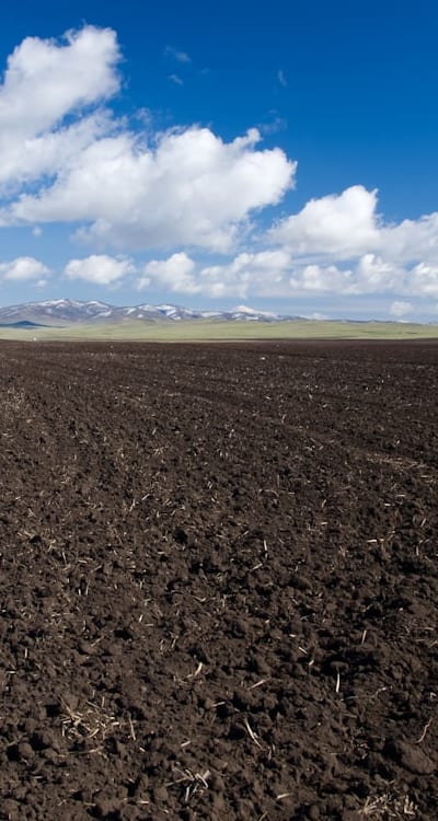 Healthy soil is crucial for thriving wildflower seedlings.