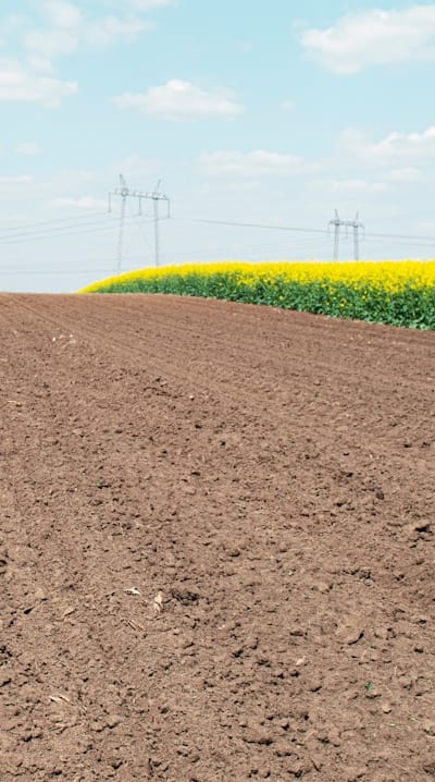 Choosing the right wildflower seeds based on sunlight and soil conditions.