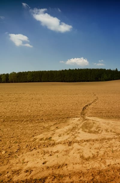 Alt text: Transplanting divided wildflowers into well-drained soil