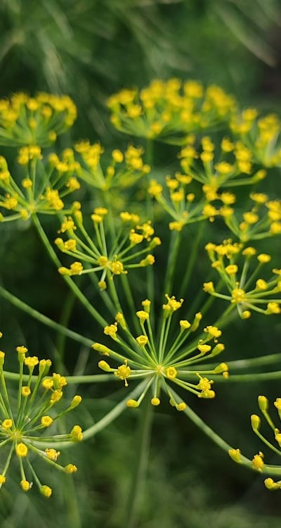 Growing spinach from seed for a healthier lifestyle.