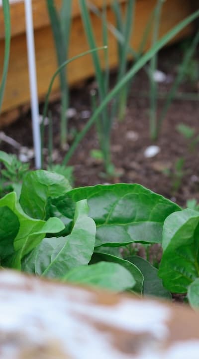 Spinach plant thriving in direct sunlight