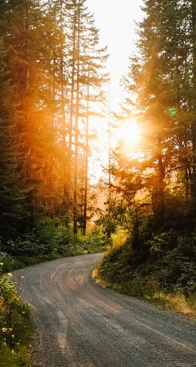 Growing spinach requires ample sunlight for healthy growth.