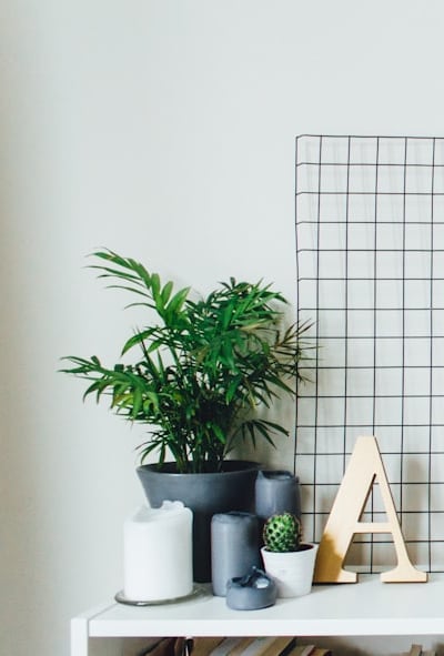 Nurturing spinach seedlings with organic fertilizers.