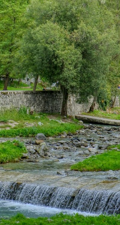 Proper watering is essential for healthy spinach seedlings.