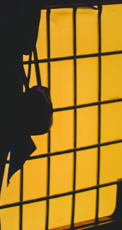 Healthy spinach seedlings thriving in organic garden