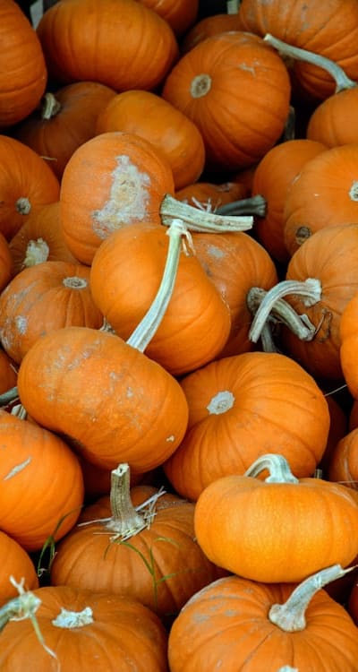 Proper storage for harvested squash: cleaning and drying
