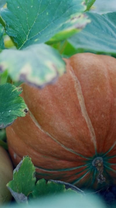 A bountiful harvest of fresh, organic squash.