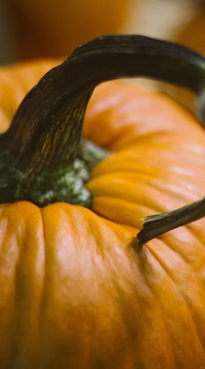 Harvesting squash with care for optimum flavor and productivity.