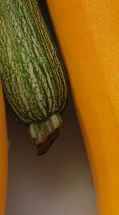 Preserve and store your harvested squash effectively.