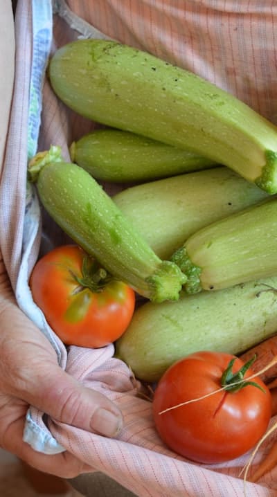 Planting squash seeds at the appropriate time