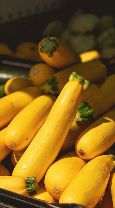 Harvesting and saving seeds from squash plants.