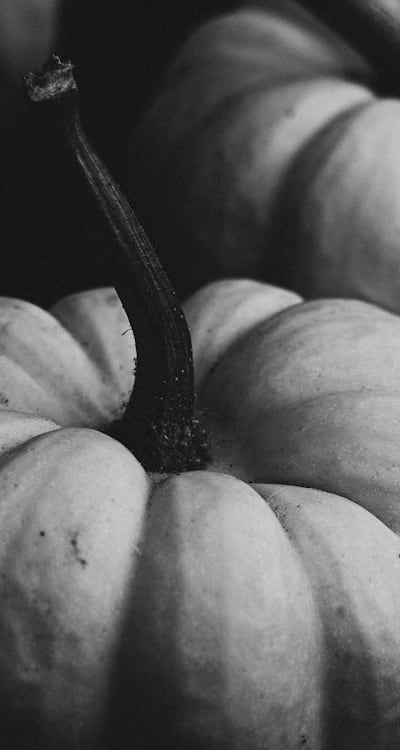 Growing organic squash plants from seed.