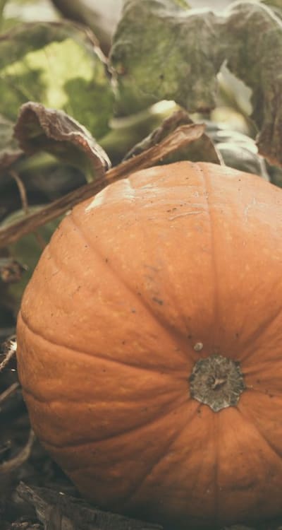 Harvesting ripe squash: Color and texture indicators