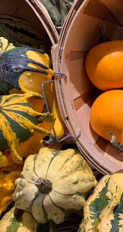 Image: Tips for Successful Squash Seed Germination