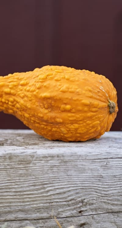 Pest control and disease prevention for squash seedlings