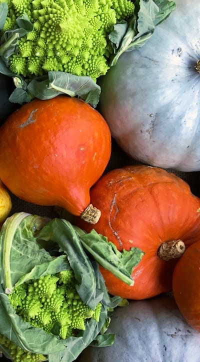 Common problems that can hinder squash seedling growth