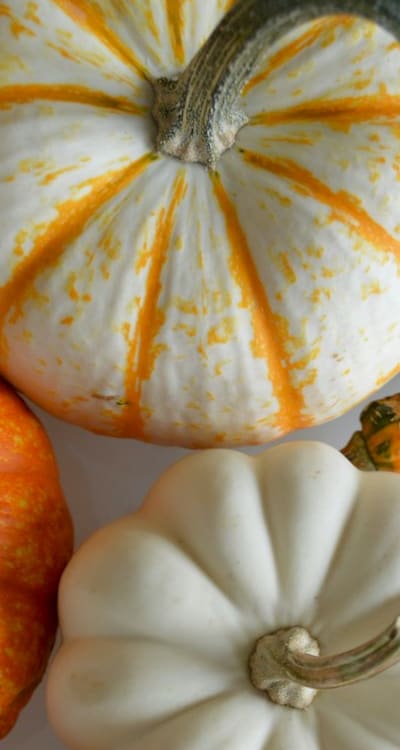 A squash seedling with powdery mildew