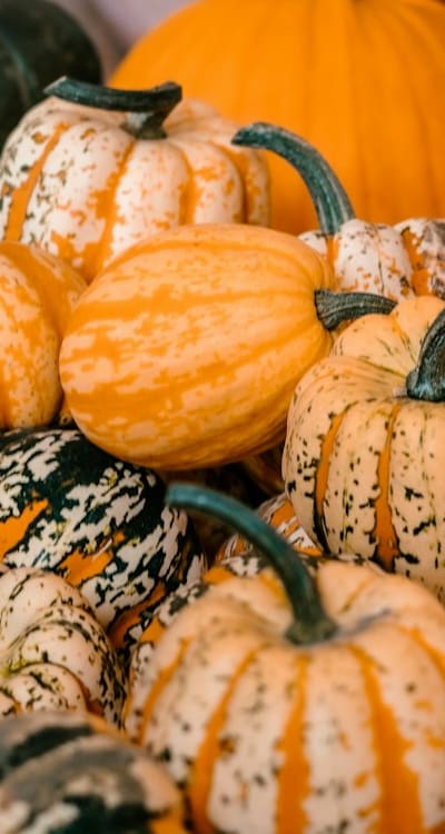 Powdery mildew on squash seedling leaves