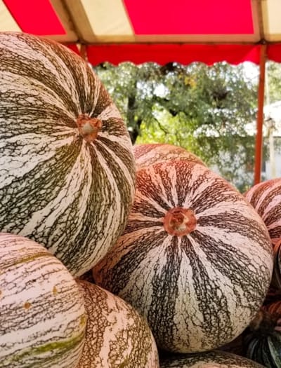 A guide to planting squash seeds at the right depth