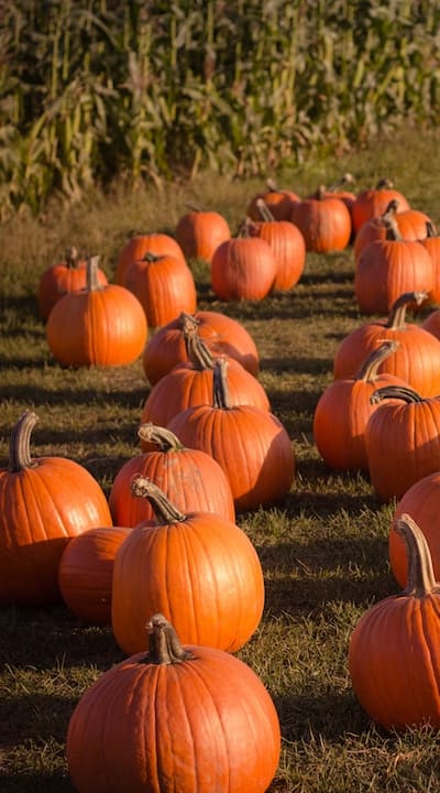 Optimal conditions for successful squash seed germination