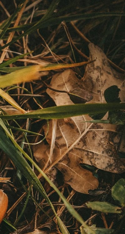 Image: Hands sowing squash seeds in pot