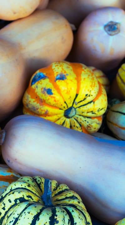 Growing organic food from seed: A Beginners Guide