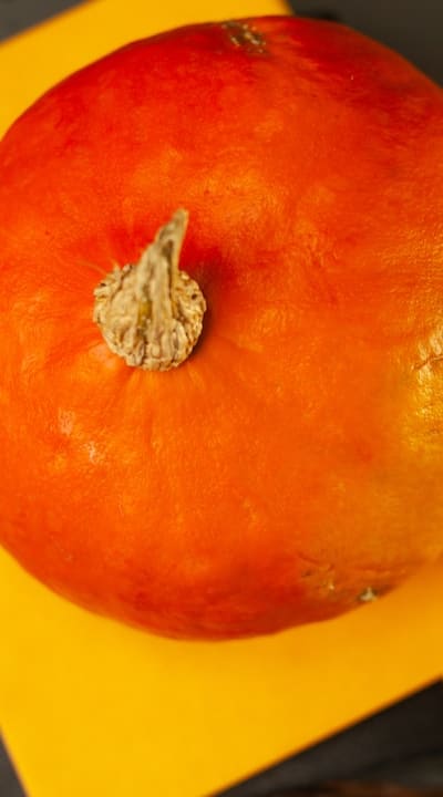 Selecting high-quality squash seeds for successful germination.