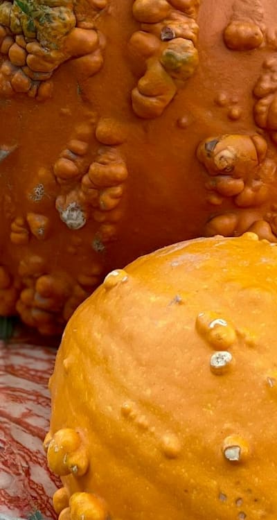 Methods of planting squash seeds