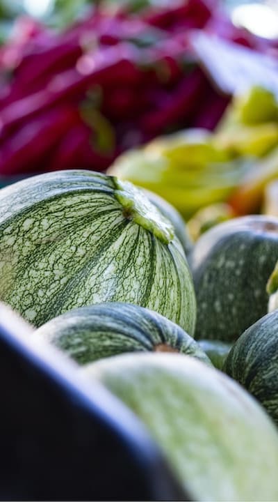 Close up of squash seeds for germination