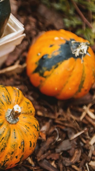 Organic gardening: Tips for planting squash seeds