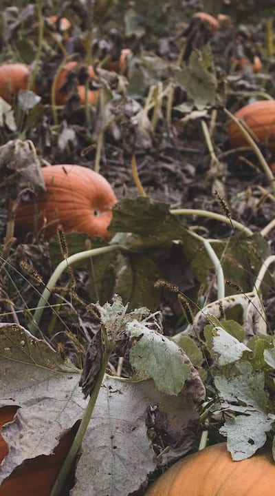 Two methods of germinating squash seeds