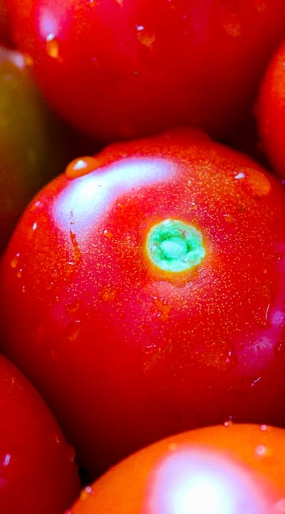 Explore the different types of stakes for tomato seedlings.