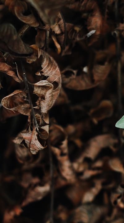Alt text: A close-up of stunted beet seedlings with small leaves standing in a garden bed.