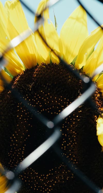 Organic sunflower seeds for sustainable gardening practice