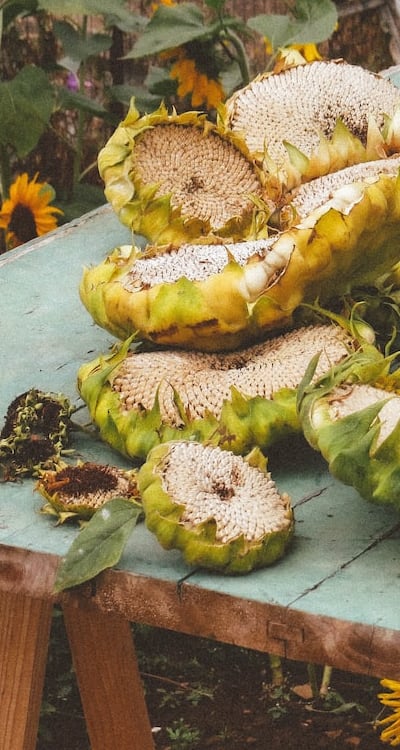 Choosing the right seeds for successful sunflower gardening